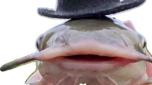 ВЕРОЯТНО ОСАДКИ МАКСВИНОВ 🤑