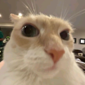 kliki7